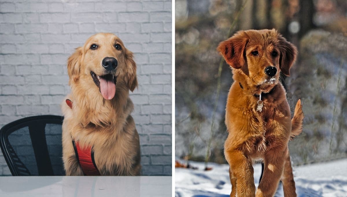 ¿Por qué mi Golden retriever muerde todo?