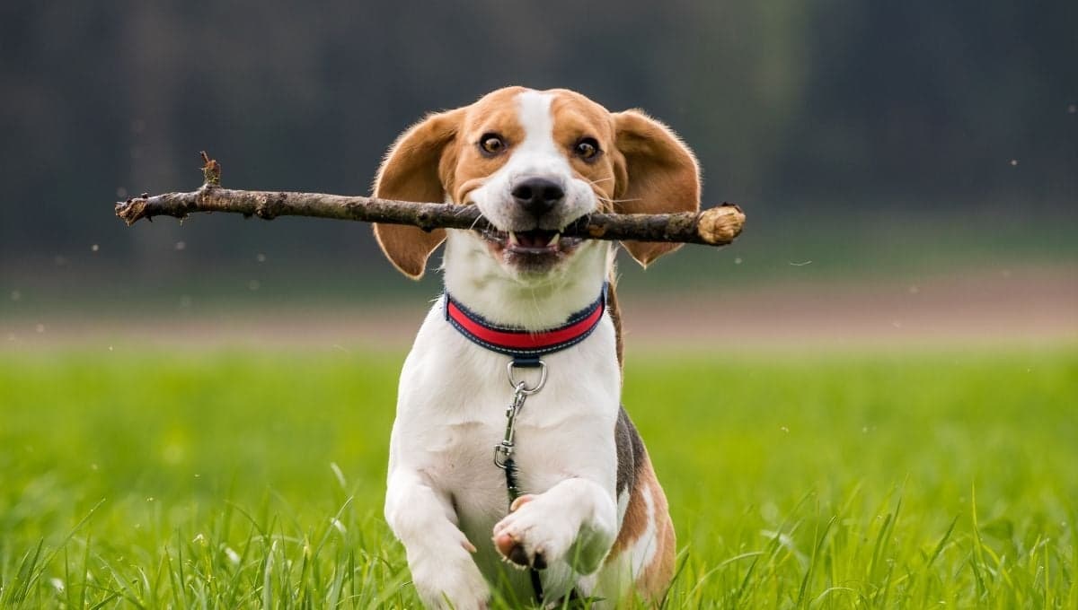 5 Juguetes con botellas de plástico para perros