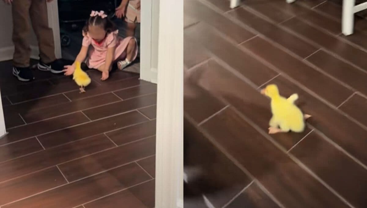 Patito bebé juega con niños y es lo más hermoso que verás