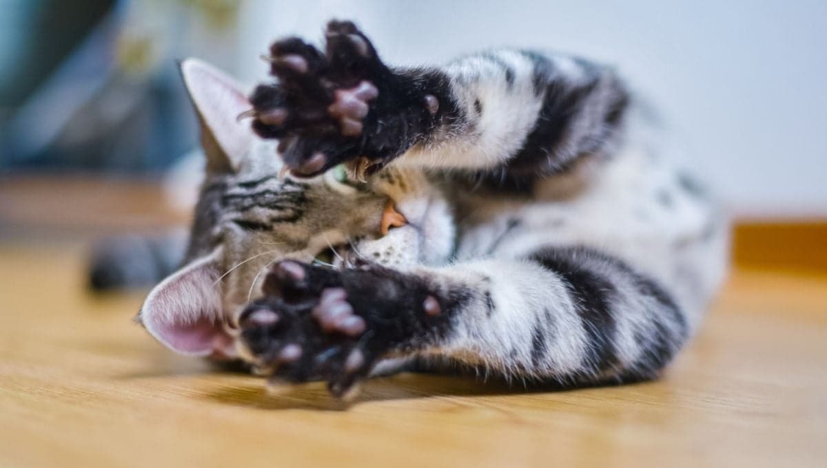 ¿Qué sienten los gatos cuando te amasan y te ronronean?