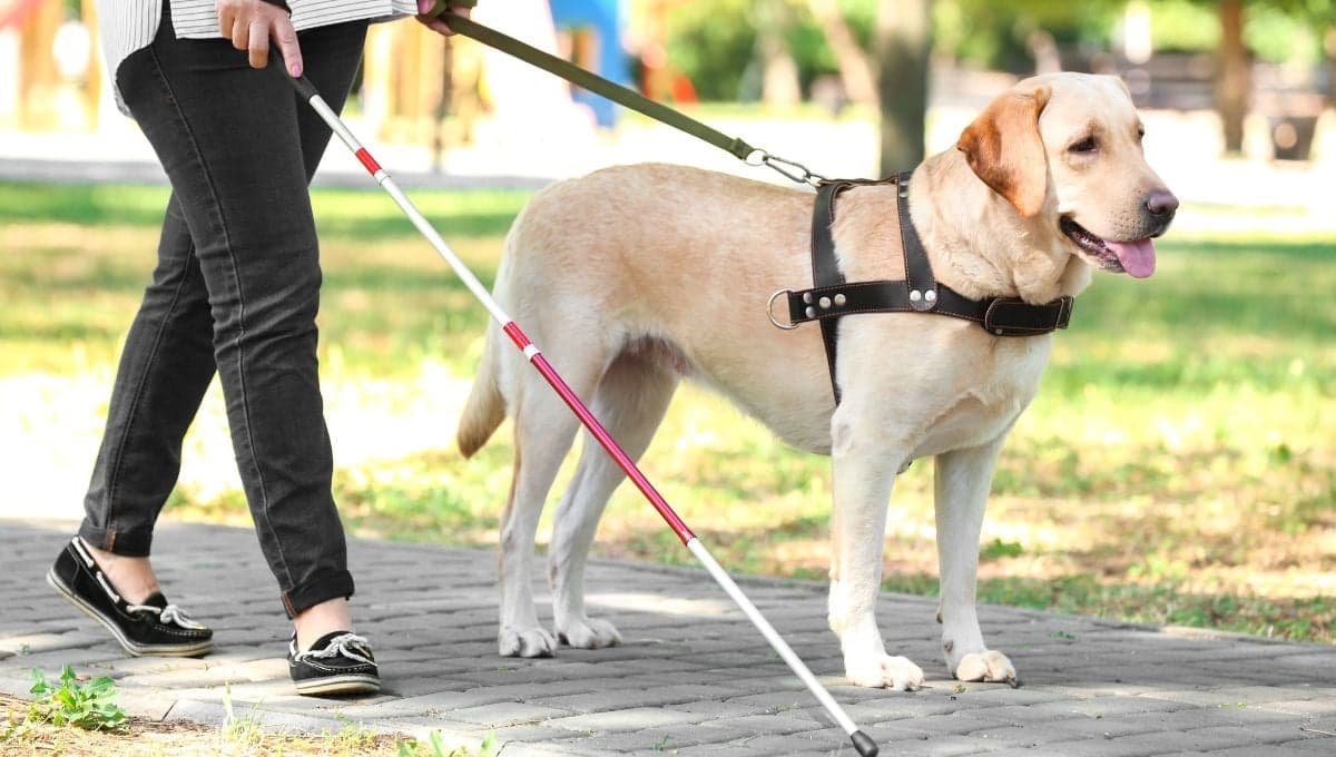 Perros de asistencia: qué tipos existen y cómo saber cuál necesito