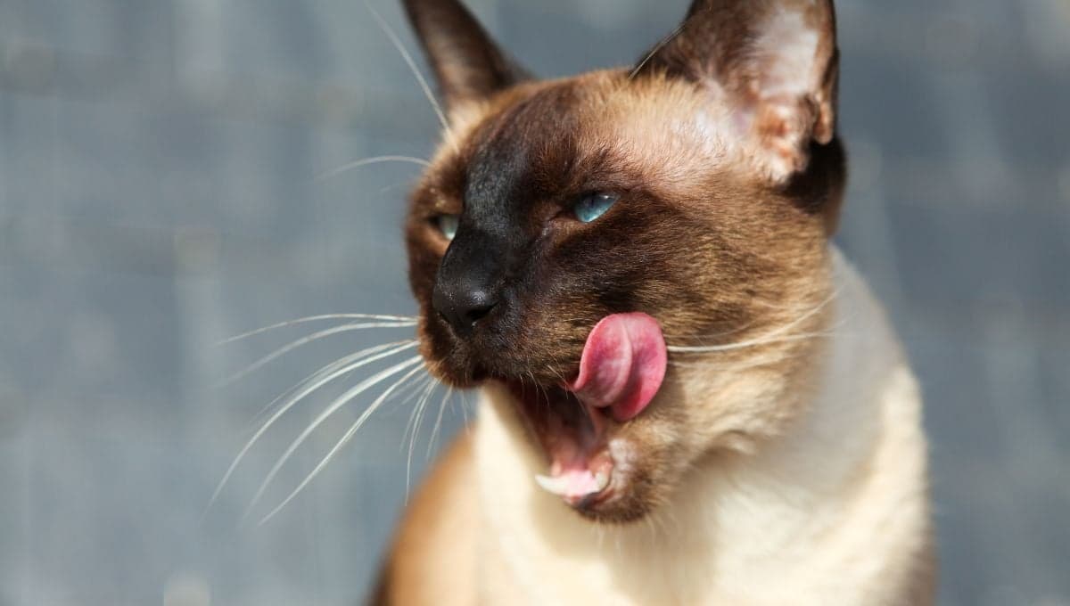 ¿Qué le pasa a mi gato si come sardina de lata?