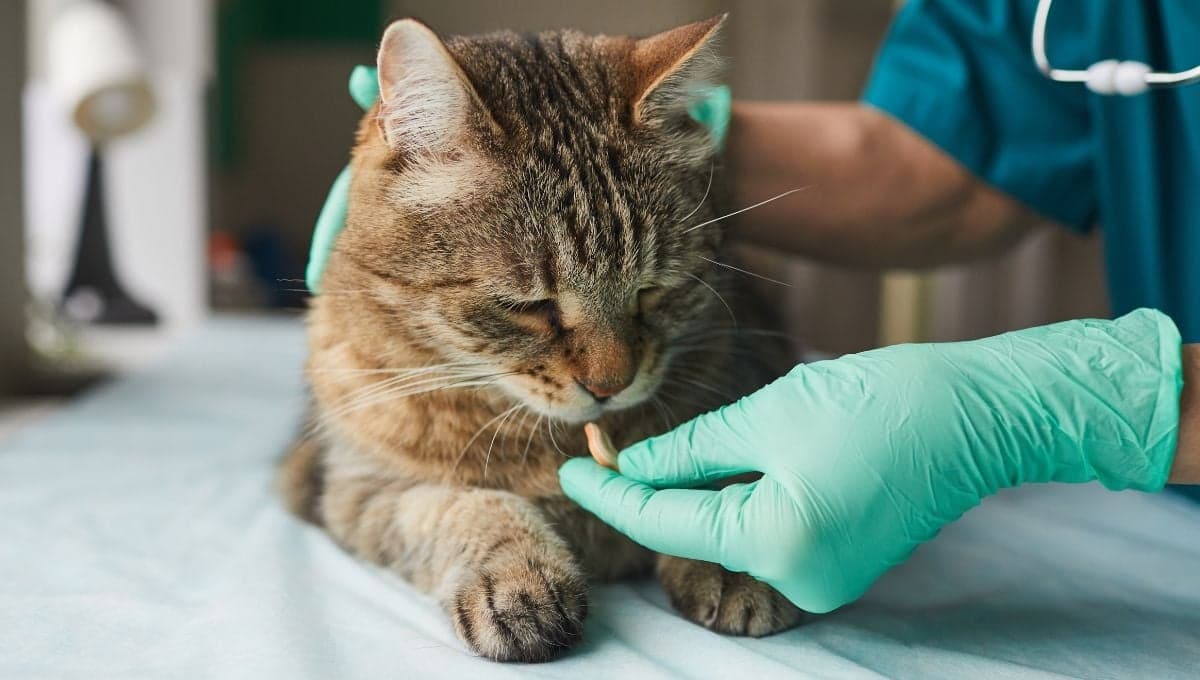 Tips para darle medicinas a tu gato sin que te arañe