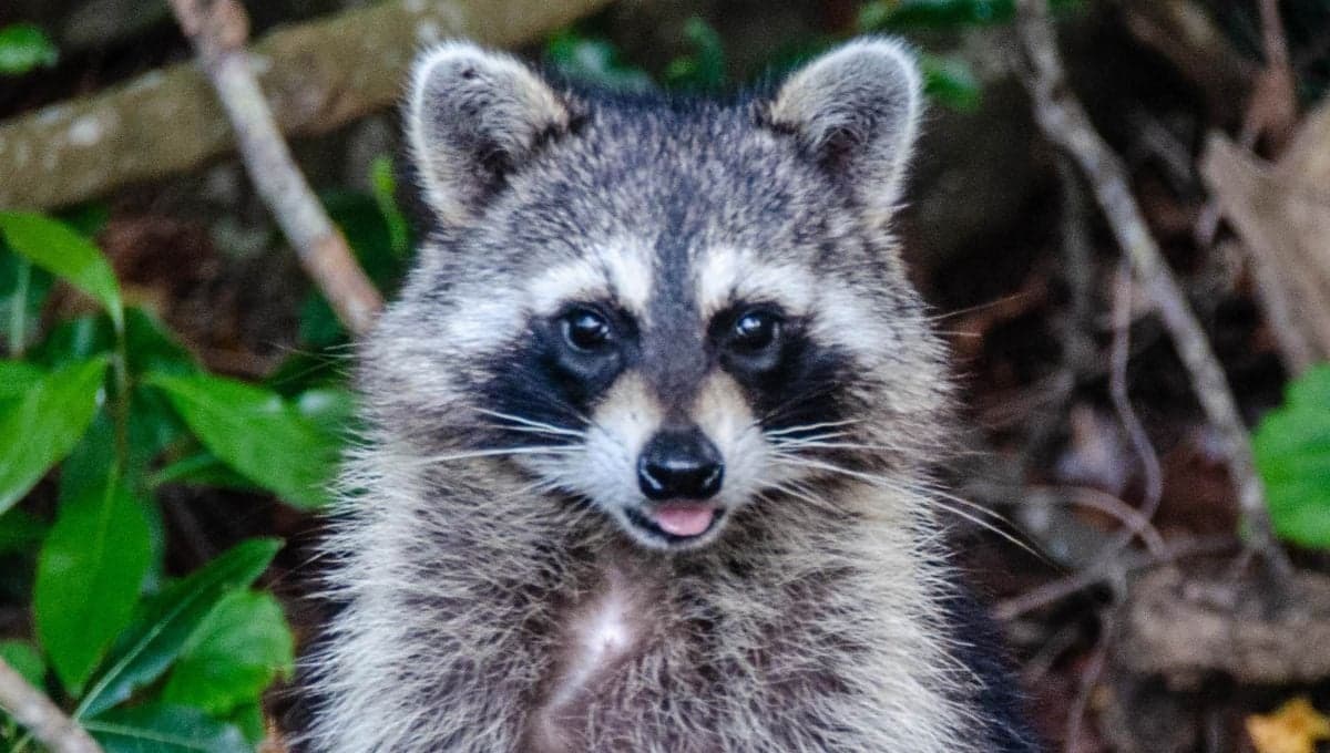 ¡Miserable! hombre rocía agua con cloro a mapaches en Tamaulipas