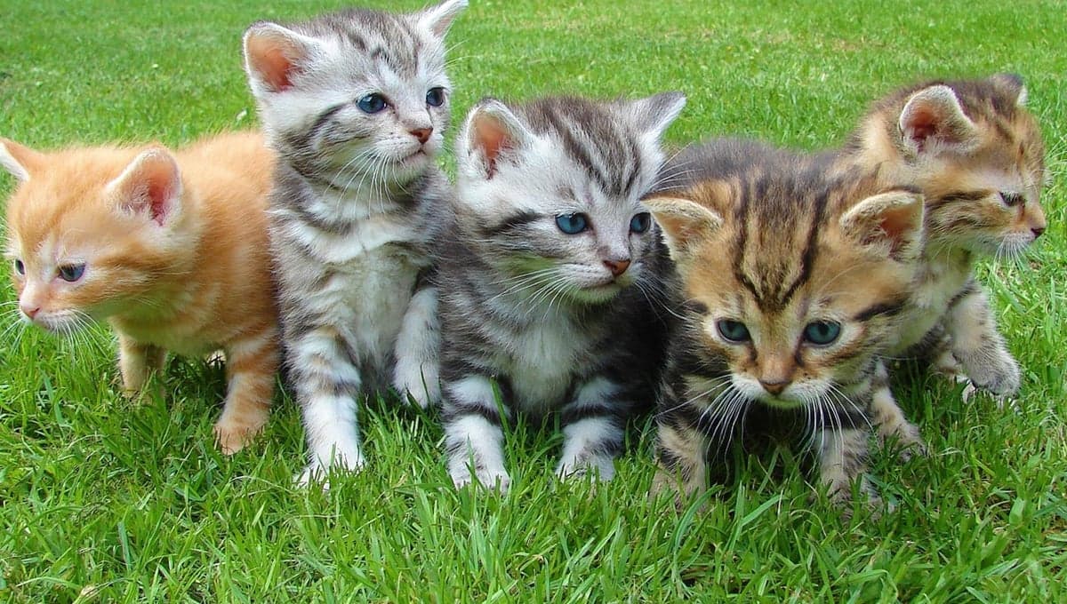 ¿Cuánta comida le tengo que dar a un gatito bebé?