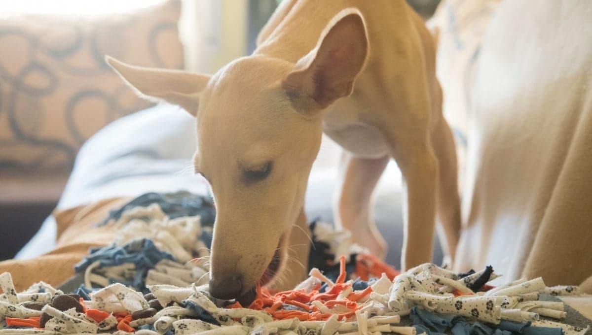 5 juegos de olfato para estimular a tu perro