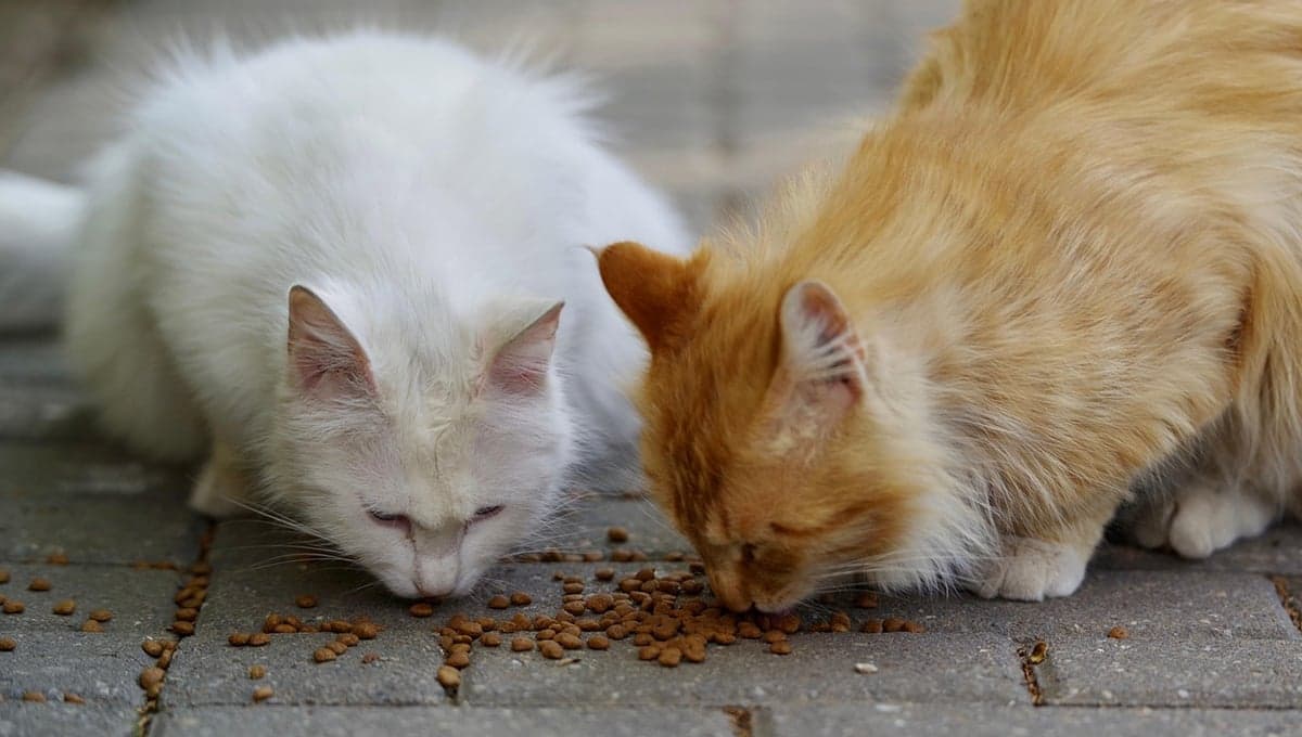 ¿Cuántos gatos hay en Palacio Nacional?