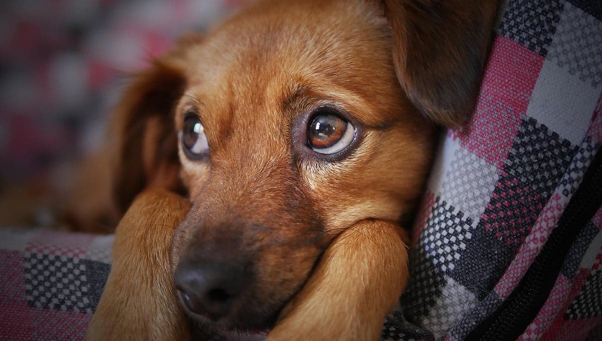 Clarita, la perrita atacada en Pachuca impulsa cambios en el reglamento de bienestar animal