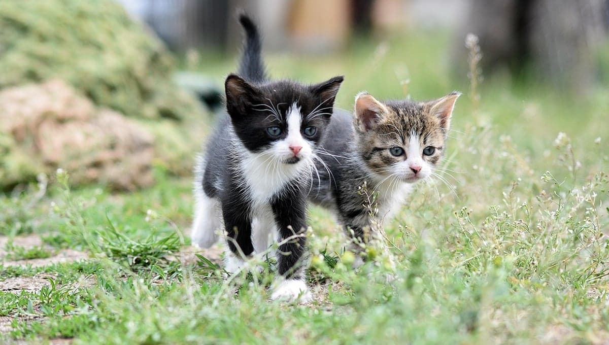 Como hacer un rodillo anti escape para gatos con materiales baratos