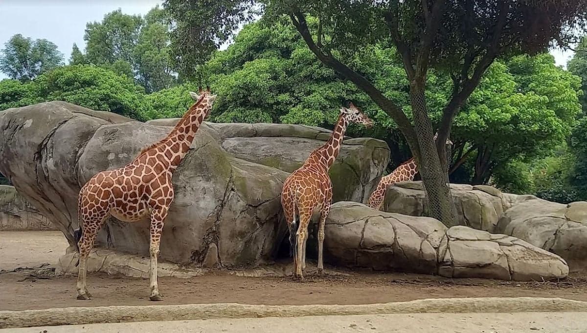 Zoológico de Chapultepec: qué actividades hay, precio y horarios