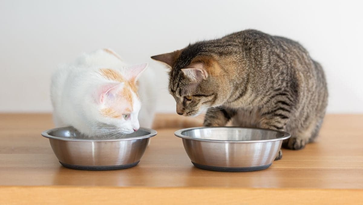 ¿La comida enlatada es buena para los gatos?
