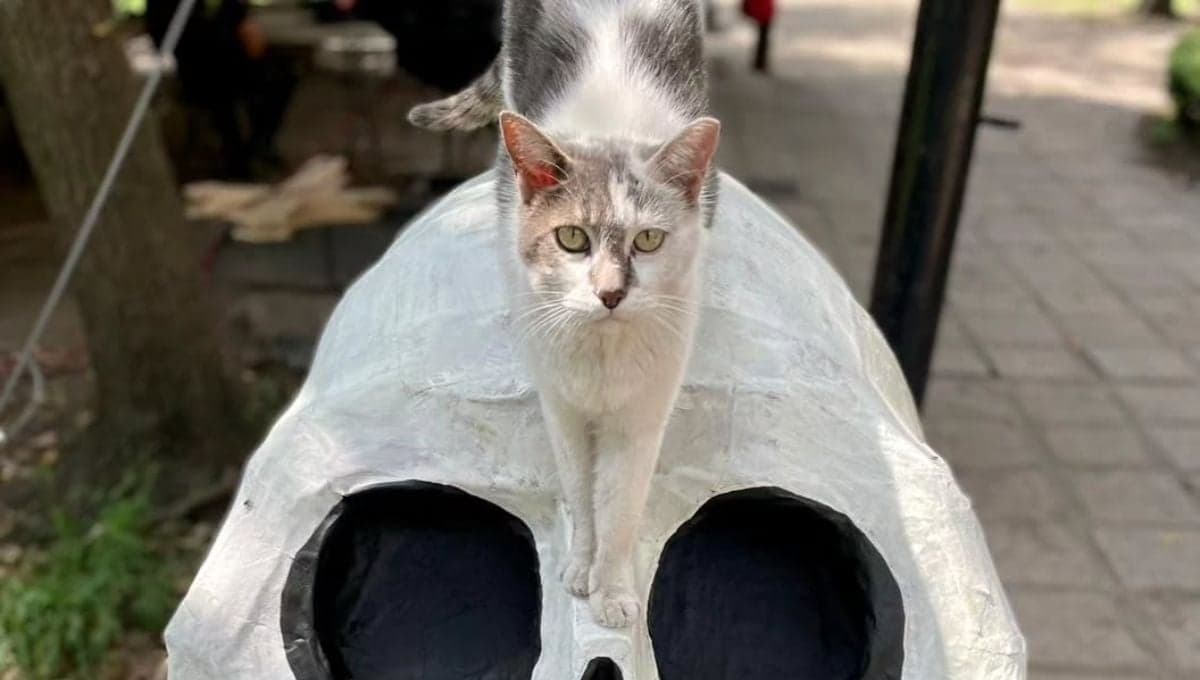 Catacumberitos: cómo adoptar a un gatito del Panteón de San Fernando
