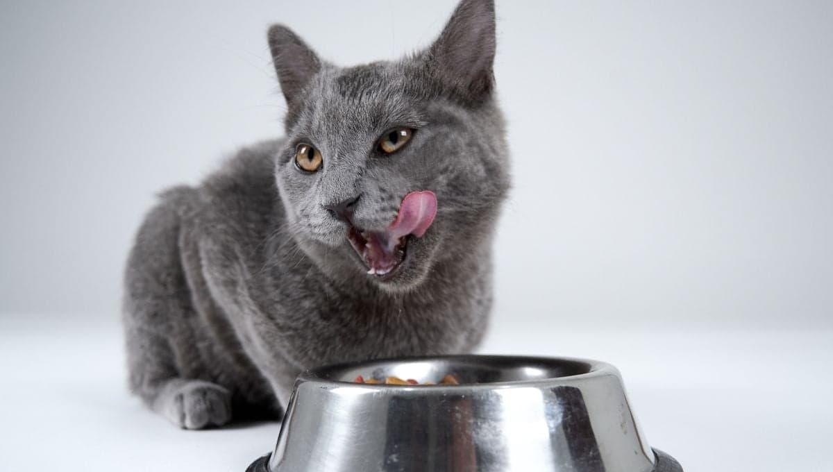 ¿Los gatos pueden comer frijoles?