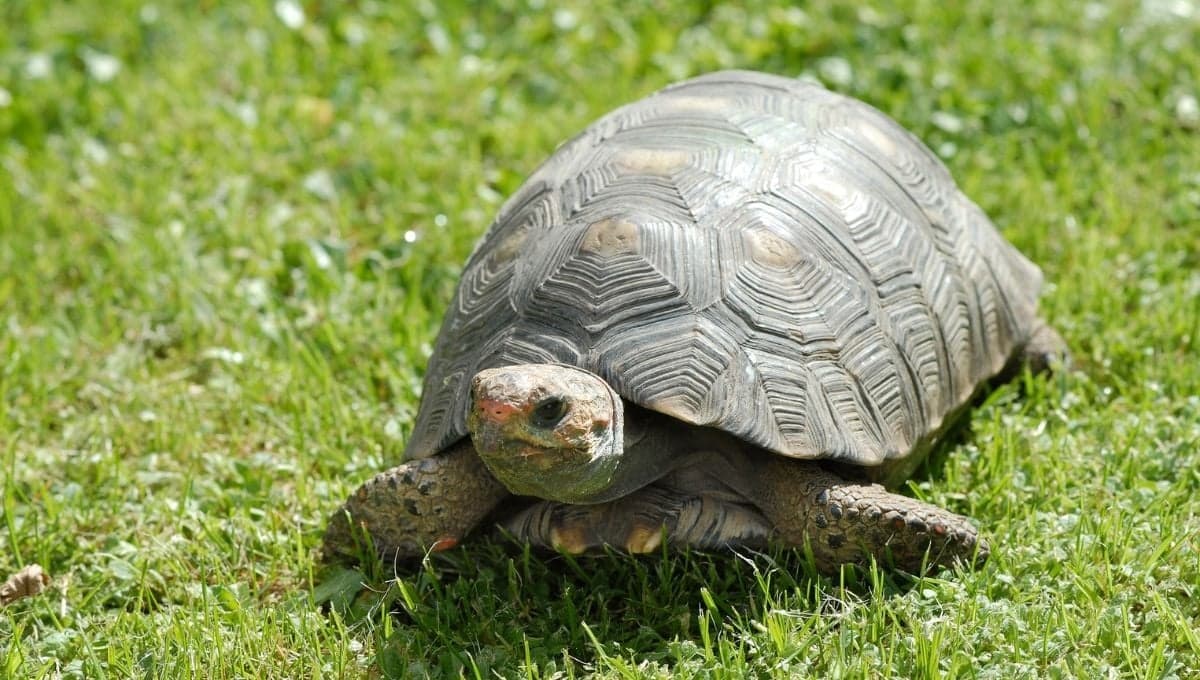¿Cómo puedo ayudar a mi tortuga de tierra?