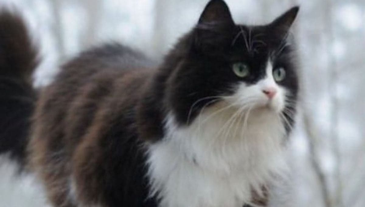Piden justicia para Mantecado, el gatito que fue asesinado en el IPN