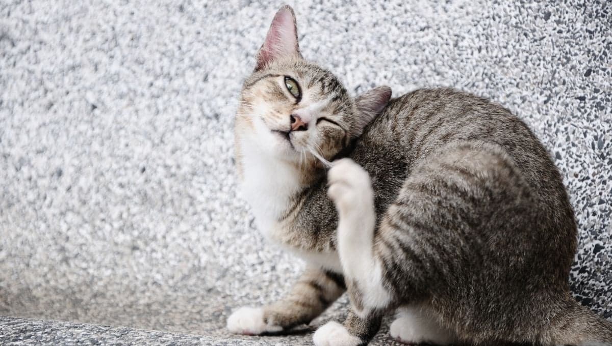 ¿Cómo poner una pipeta antipulgas correctamente a un gato?