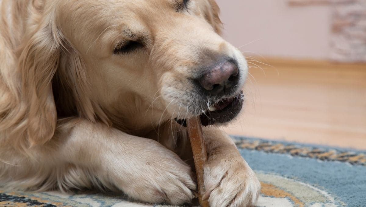 ¿Las orejas de vaca son buenas para los perros?