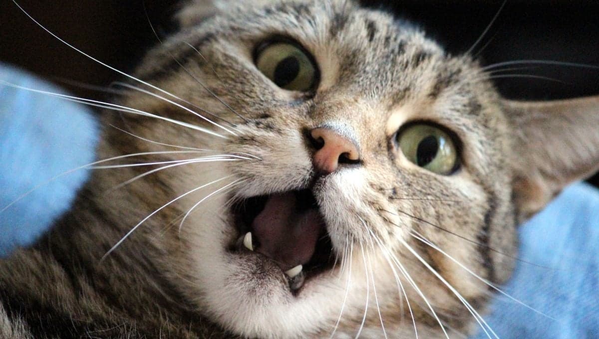 ¿Por qué a mi gato le huele la boca a podrido y babea?