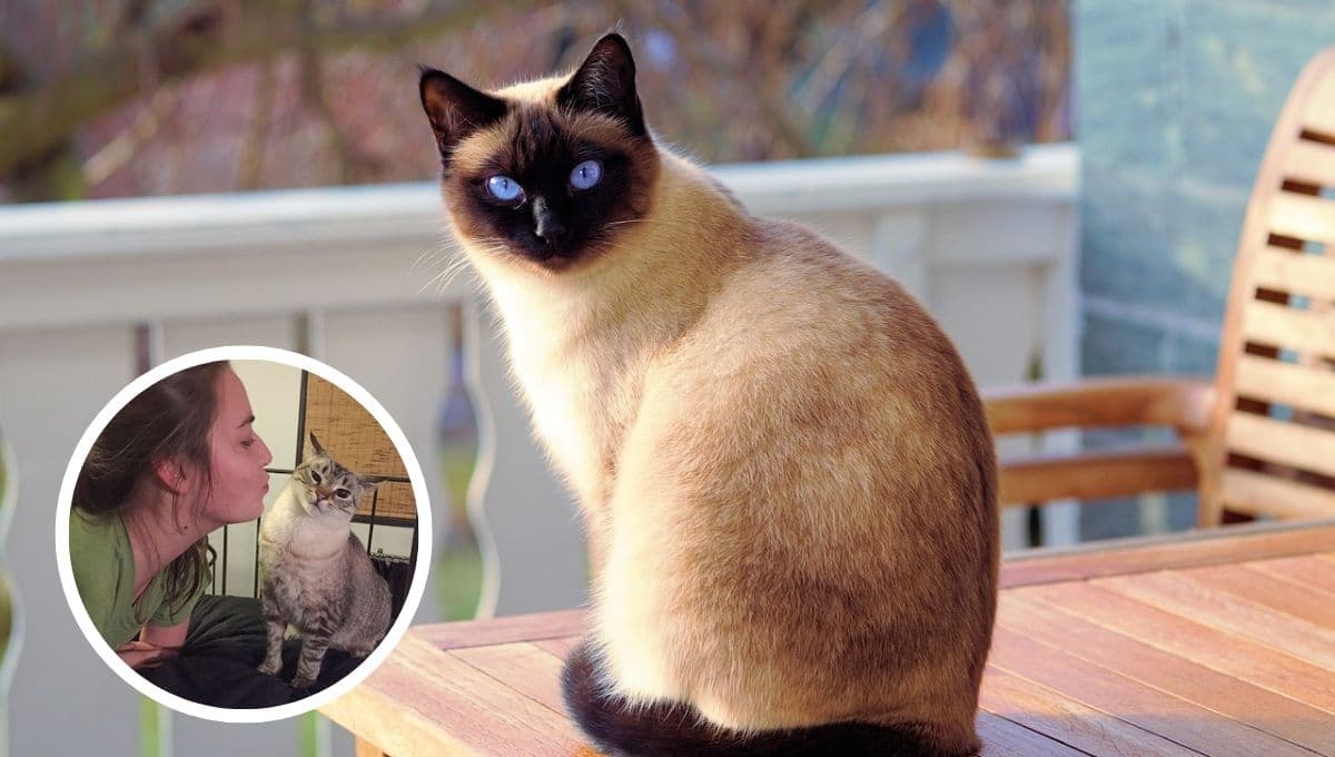 Test para saber si mi gato NO me quiere