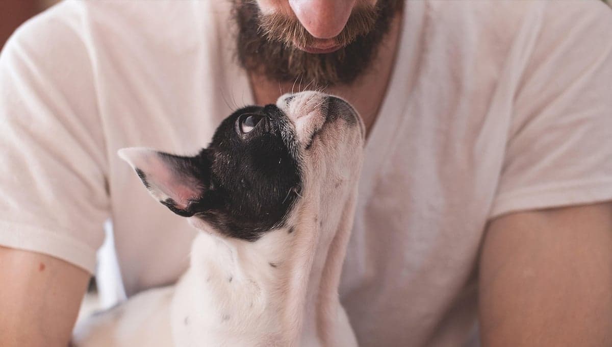 Alertan por el abandono de mascotas durante la temporada vacacional