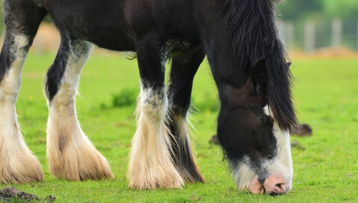¿Cómo se llama la raza de caballos que tiene pelos en las patas?