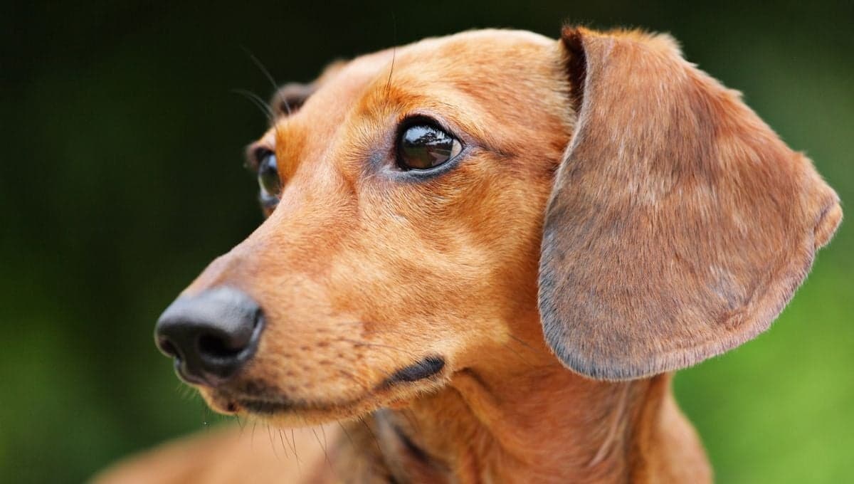 ¿Cómo limpiar las orejas de un perro salchicha?