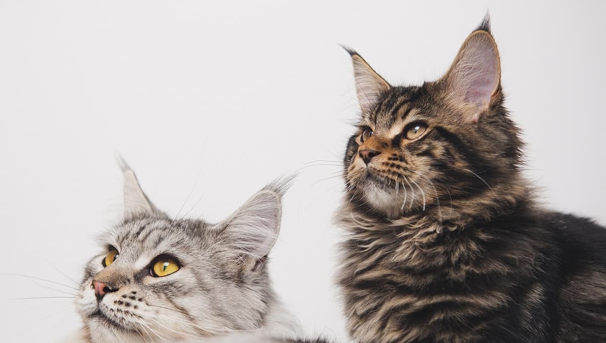 ¿Qué plantas pueden comer los gatos?