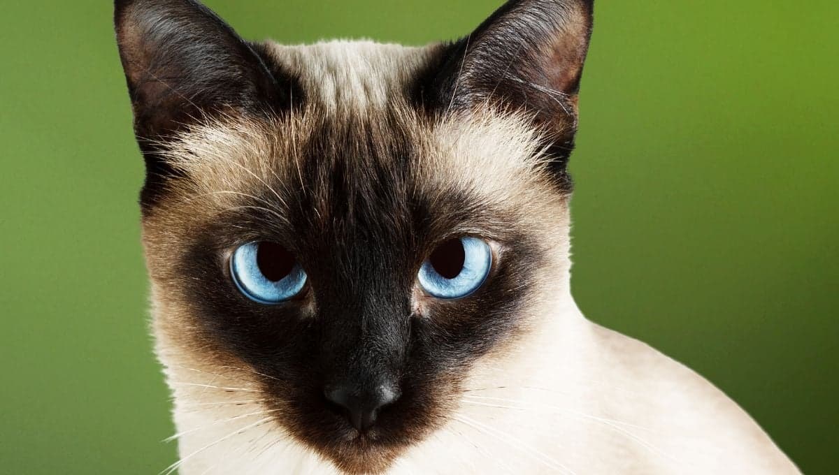 ¿Por qué los gatos siameses son bizcos?