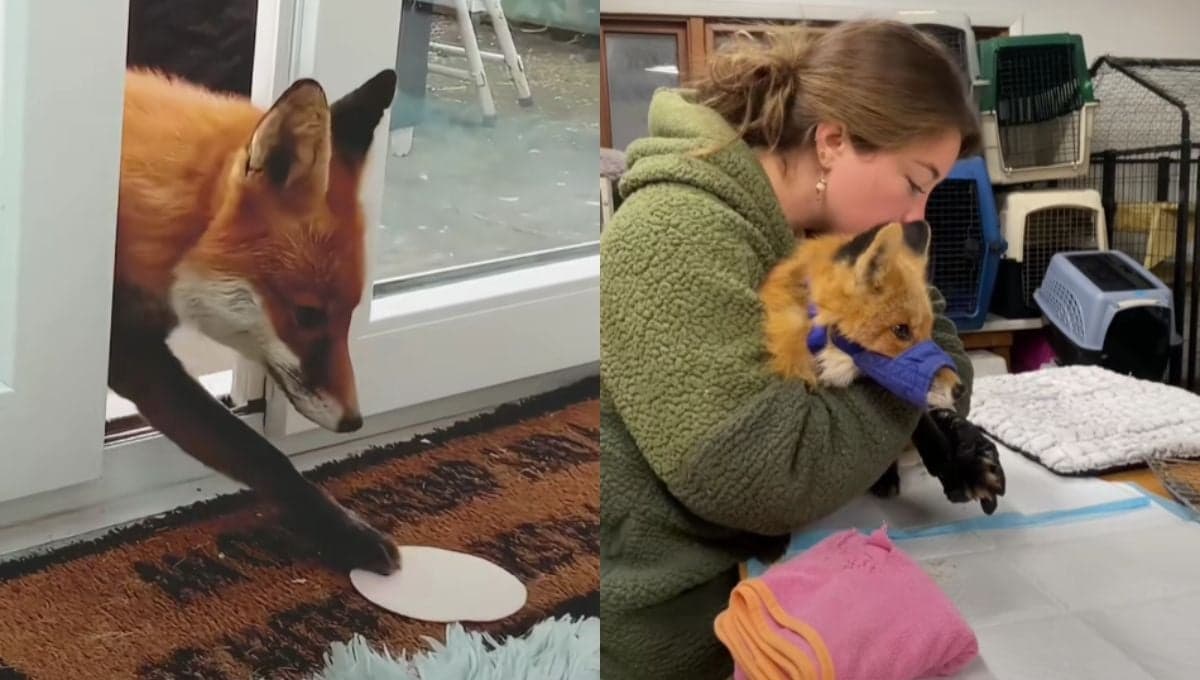 Adoptan a zorro mal herido y se comporta como perro