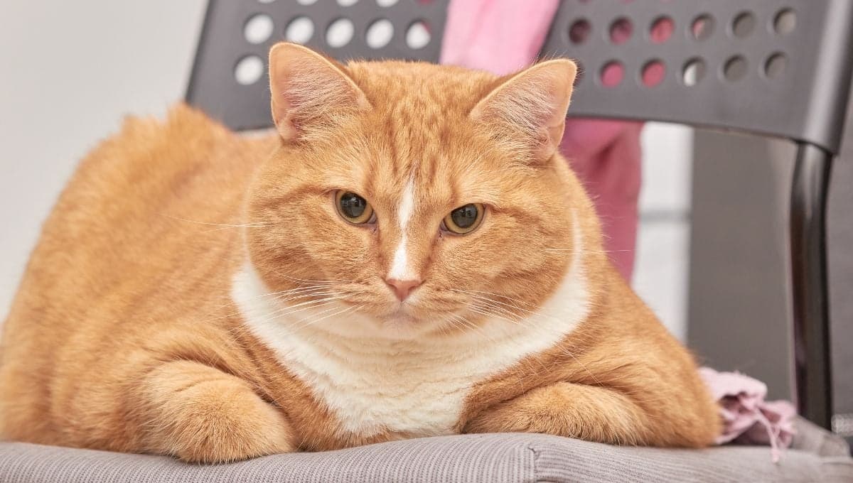 ¿Cómo evitar que mi gato engorde tras esterilizarlo?
