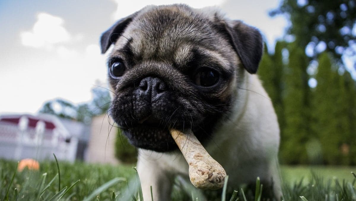 Carnazas para perro ¿como escoger la mejor para mi lomito?