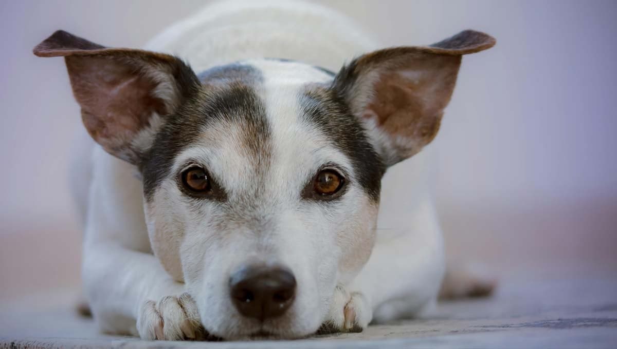 ¿Por qué a mi perro se le ponen los ojos rojos?
