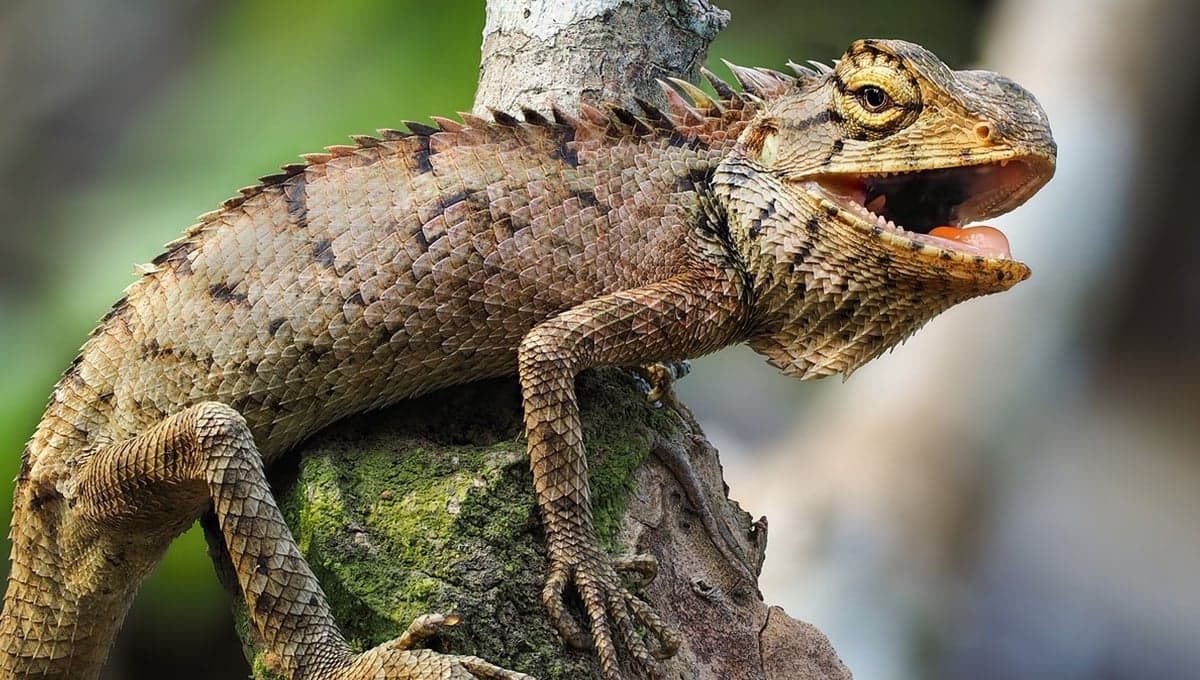 ¿Por qué mi iguana se puso amarilla?