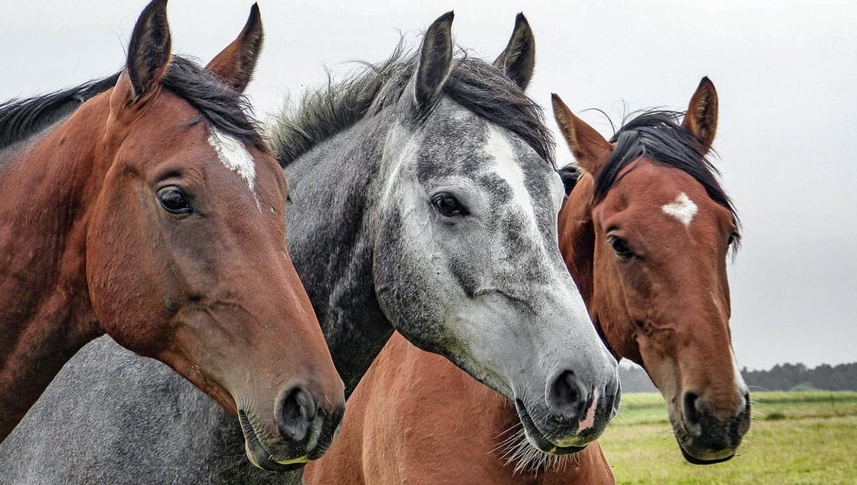 Maltrato animal en carnaval de Iztapalapa: denuncian que caballos sangraban