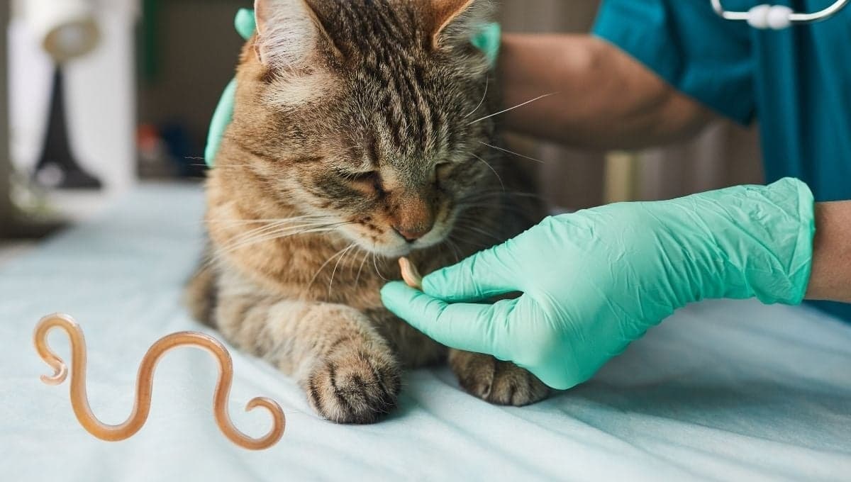 ¿Cómo puedo saber si mi gato necesita desparasitarse?