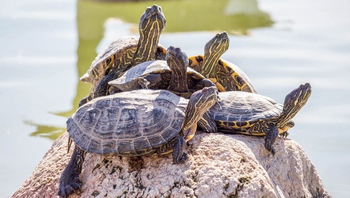 ¿Cómo hacer que mi tortuga no me tenga miedo?