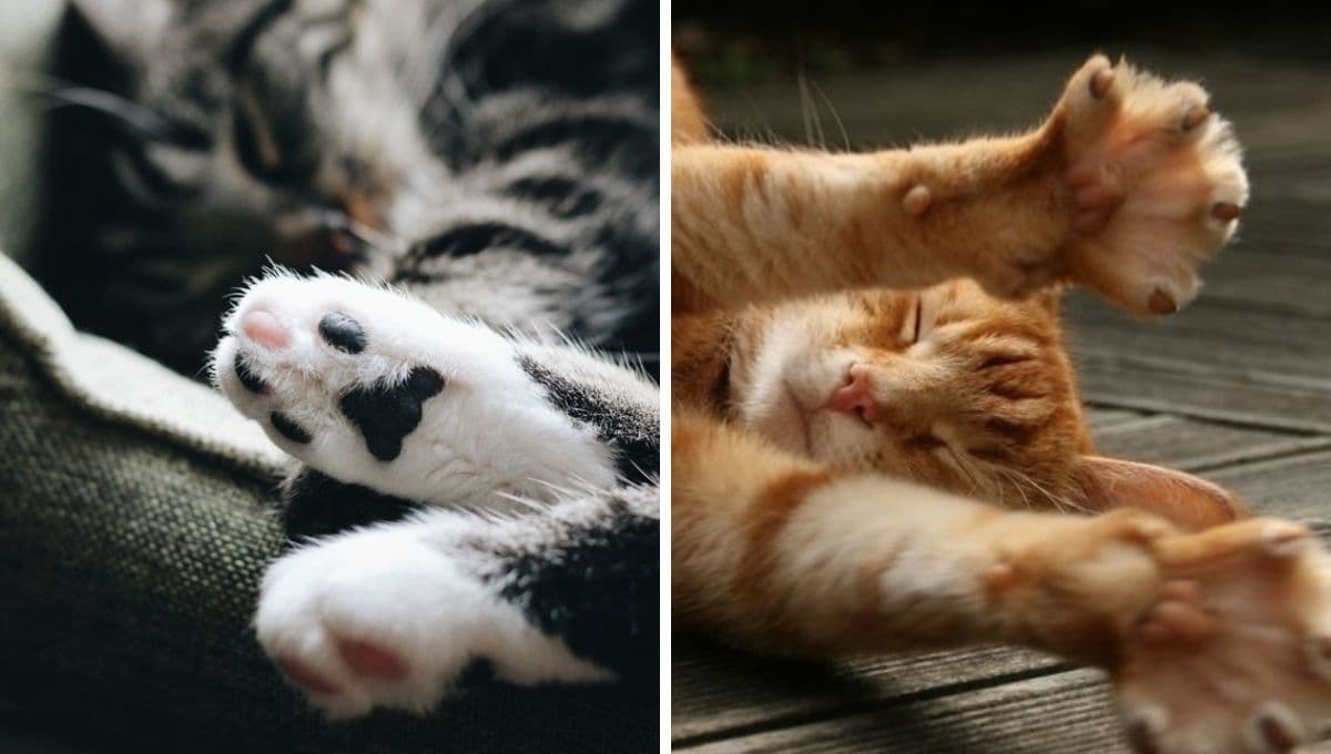 ¿Cómo inmovilizar a un gato para cortarle las uñas de forma segura?