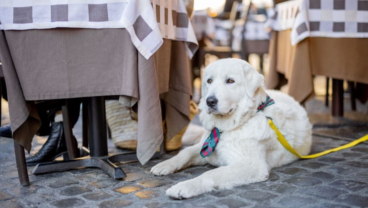 5 restaurantes petfriendly en CDMX para pasear con tu lomito