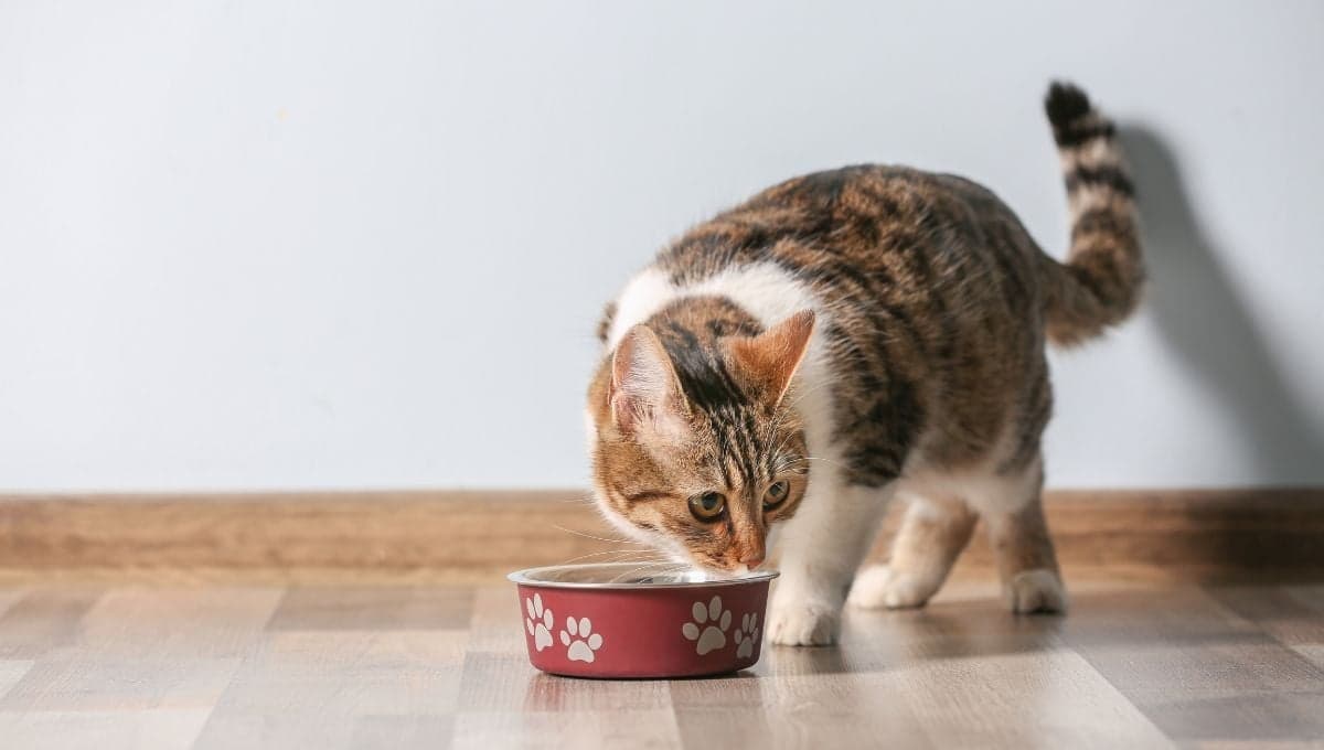 ¿Qué pasa si mi gato come tortillas?