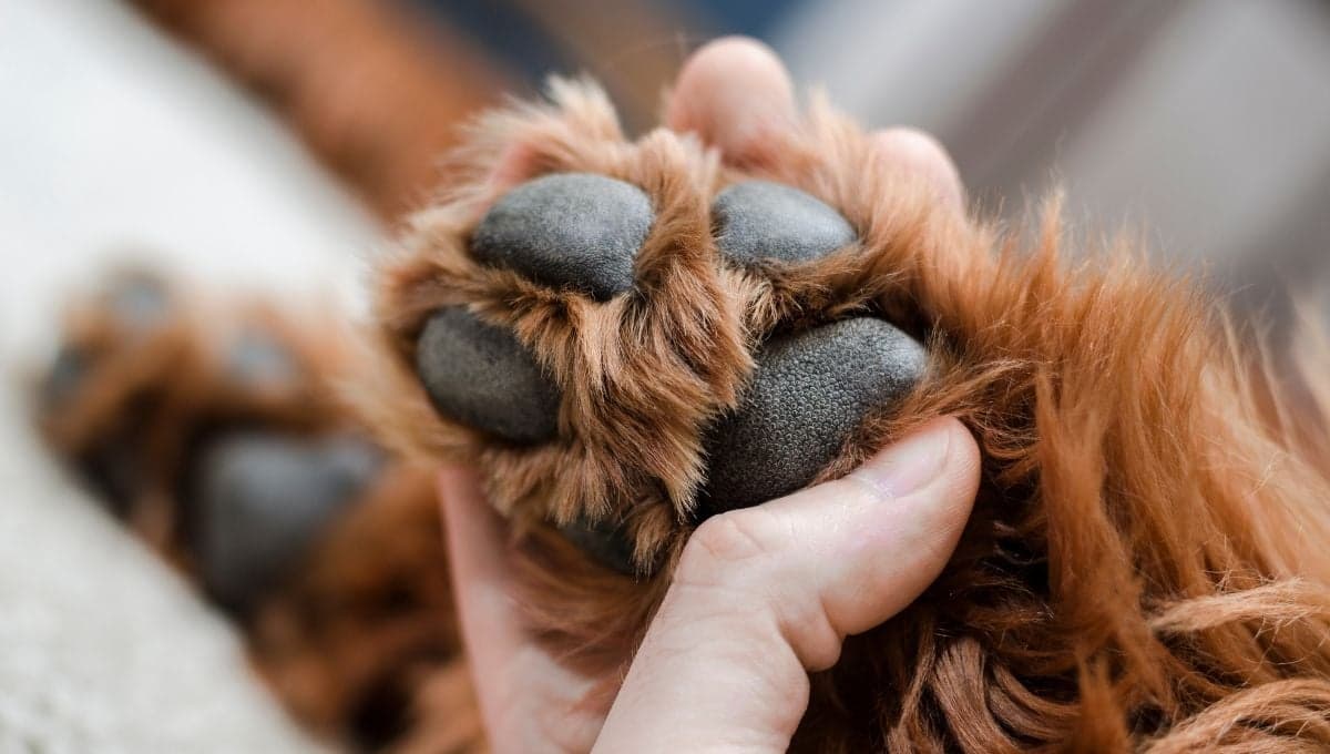 5 tips para proteger las almohadillas de tu perro en el pavimento caliente