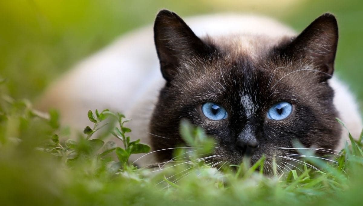 La mejor forma de jugar con tu gato a cazar