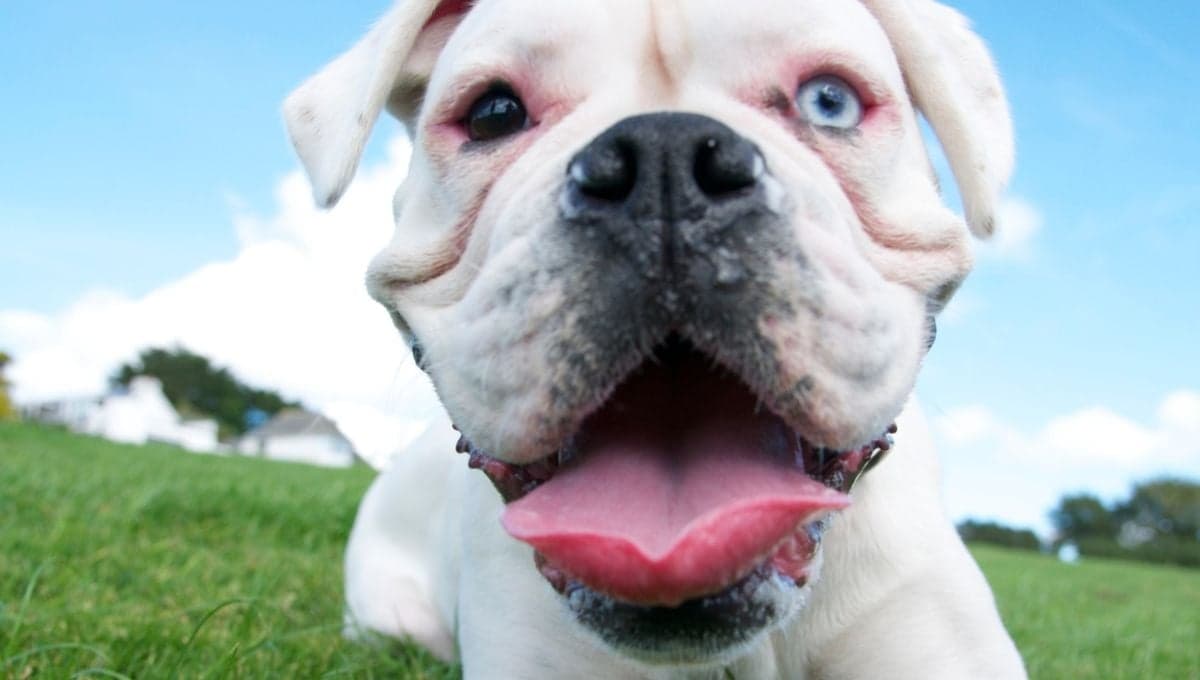 3 snacks perfectos para eliminar el mal aliento de tu perro