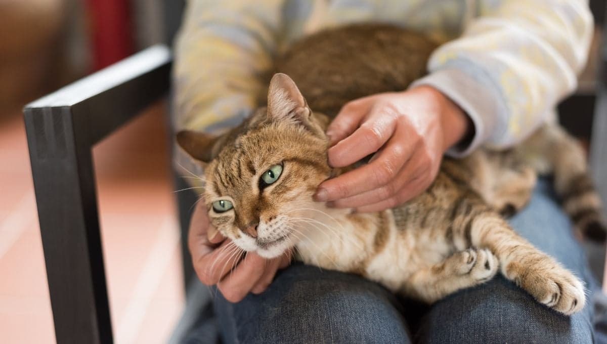 Masajes para relajar a tu gato