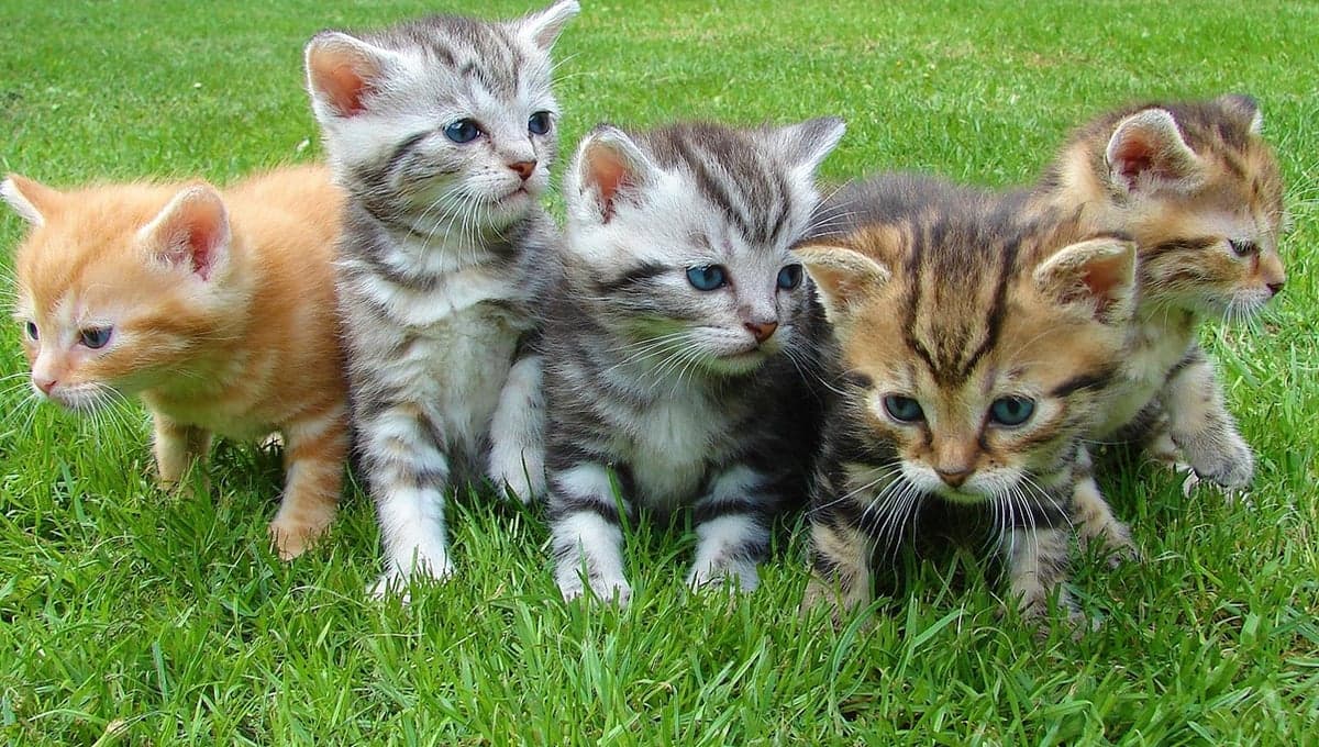 Cómo mantener limpio a un gato, si no le gusta el agua