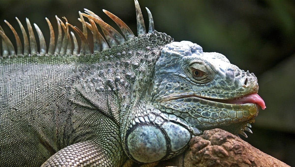 ¿Cómo jugar con tu iguana? 3 juegos perfectos para tu mascota
