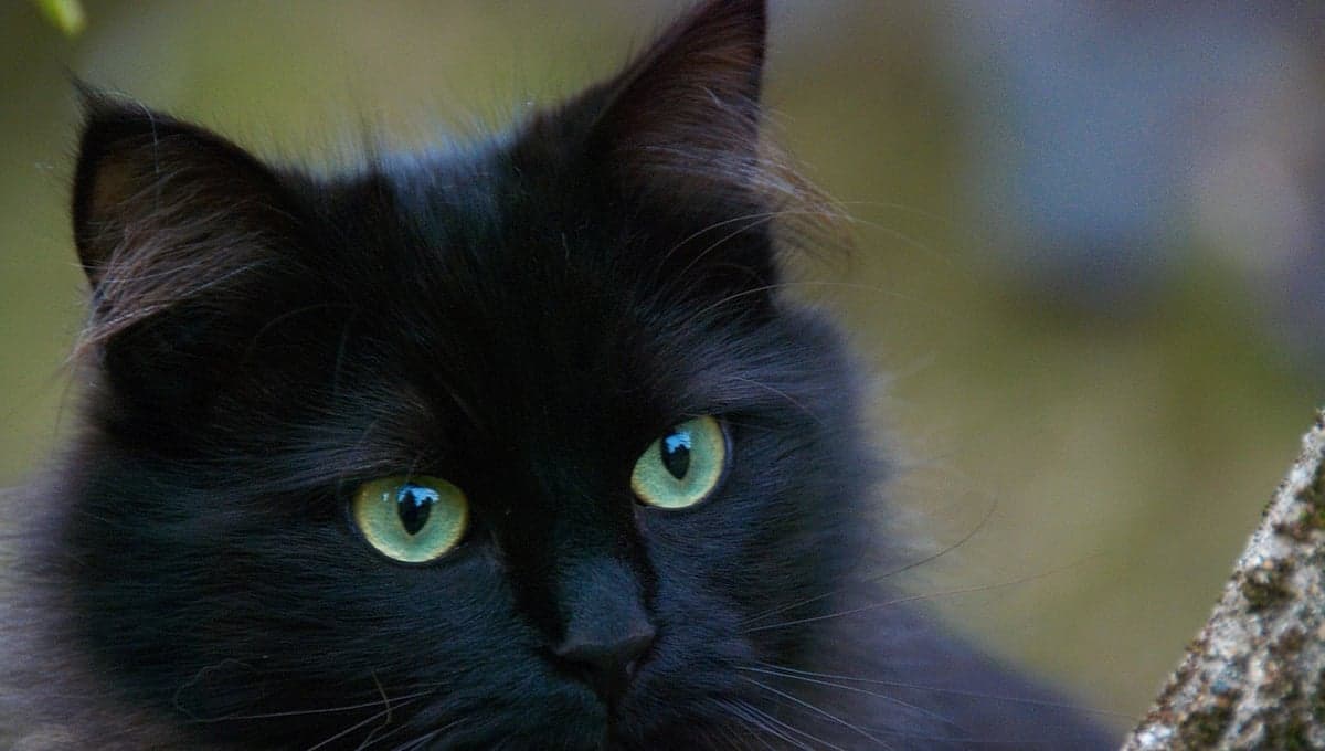Esta es la misión que tienen tus gatos en tu vida según su color