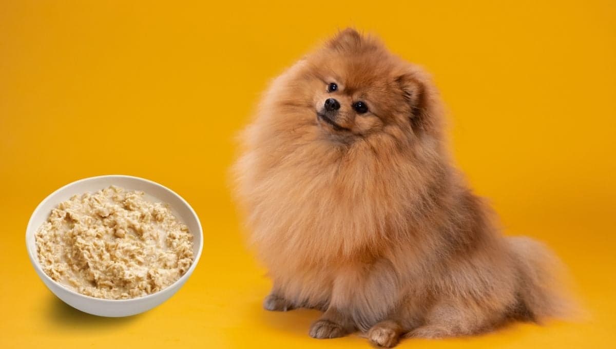 ¿Cómo preparar avena para perros?