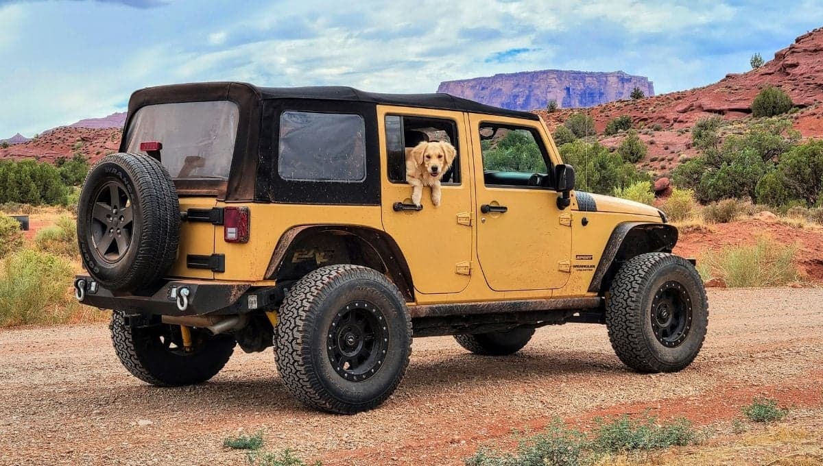 ¿Por qué los perros orinan las llantas de los carros? Así puedes evitarlo