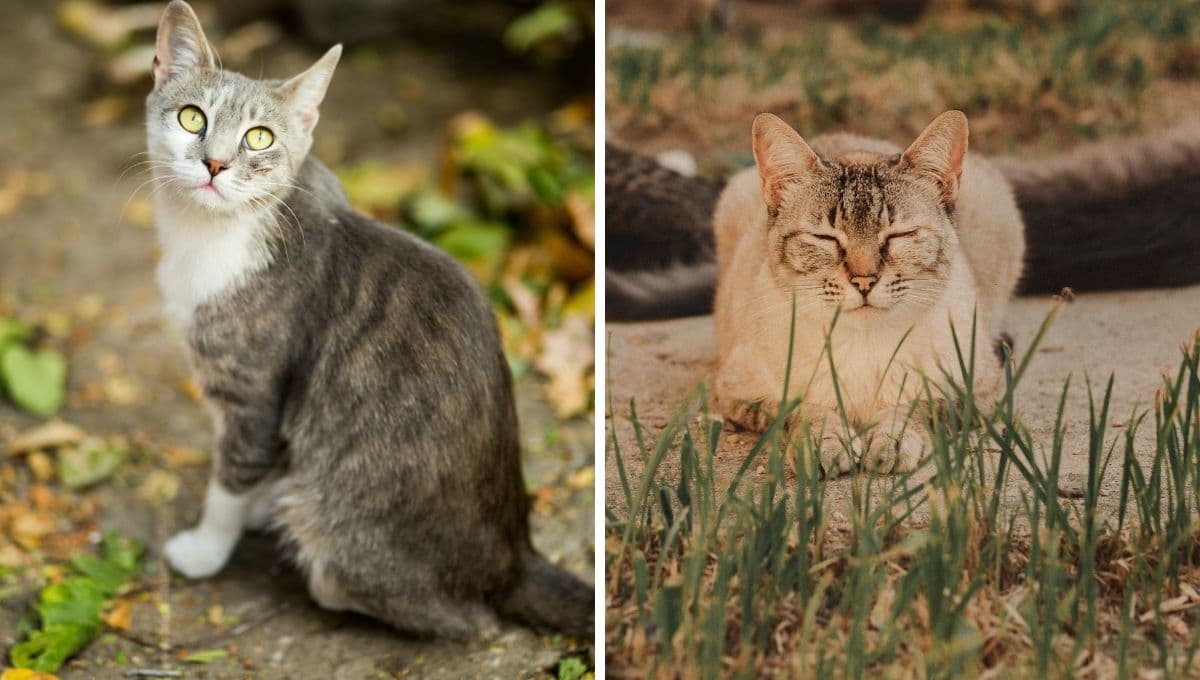 ¿Por qué los gatos machos se van de la casa y no vuelven?