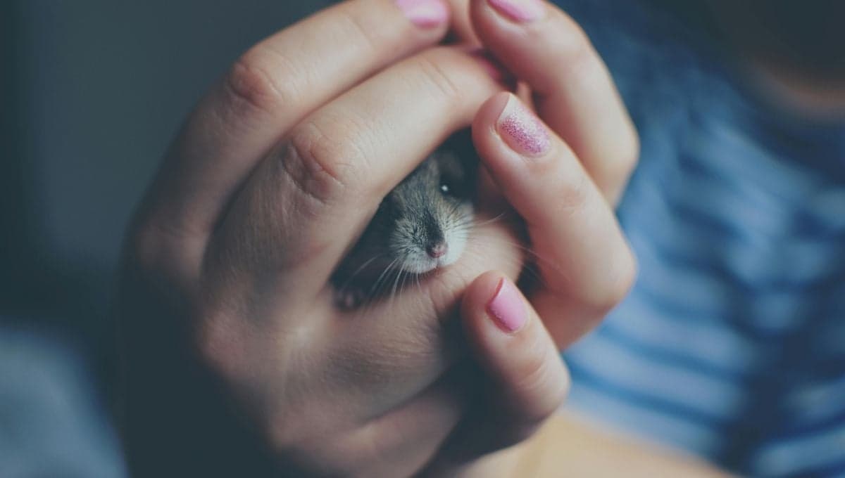 ¿Tienes uno en casa? Estas son las 4 enfermedades más comúnes en los hámsters